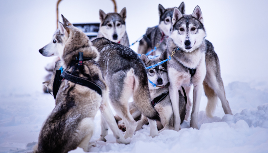 Intro Noorderlicht in Lapland