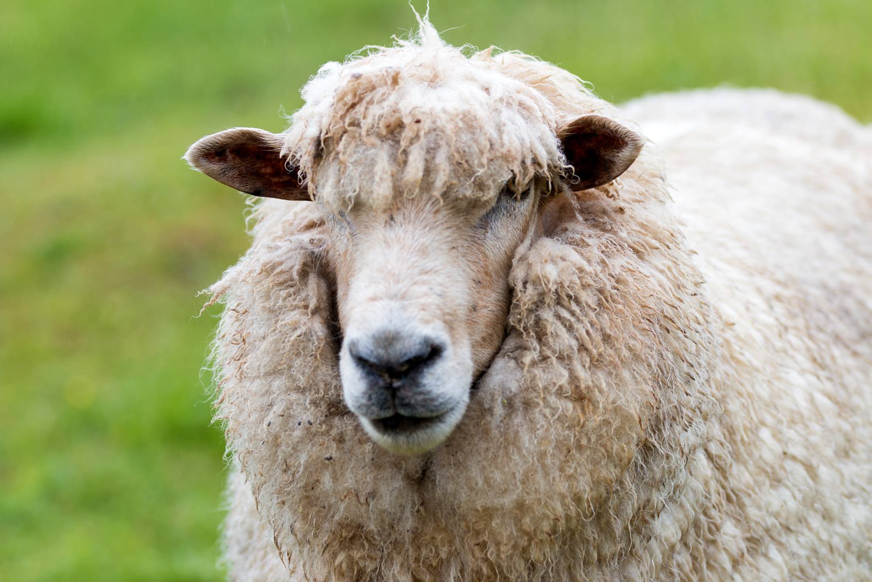 3 weken Nieuw Zeeland