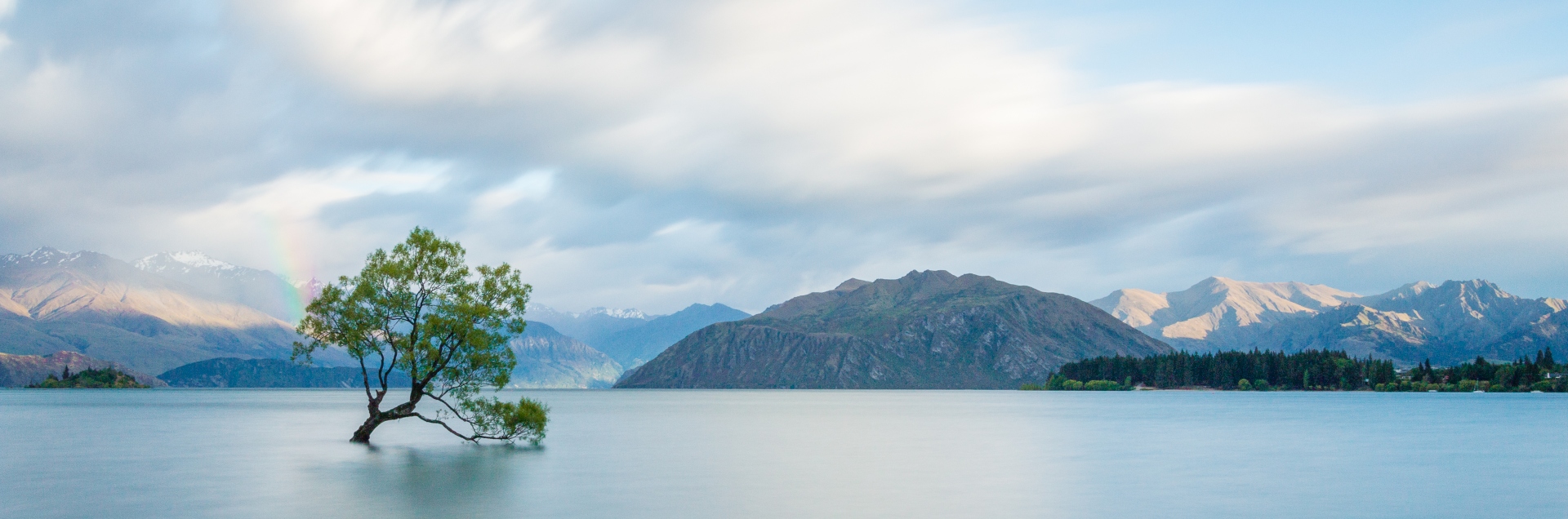Rondreis Zuidereiland Nieuw-Zeeland - Wanaka Tree