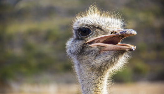 3 Intro Familiereis Zuid Afrika