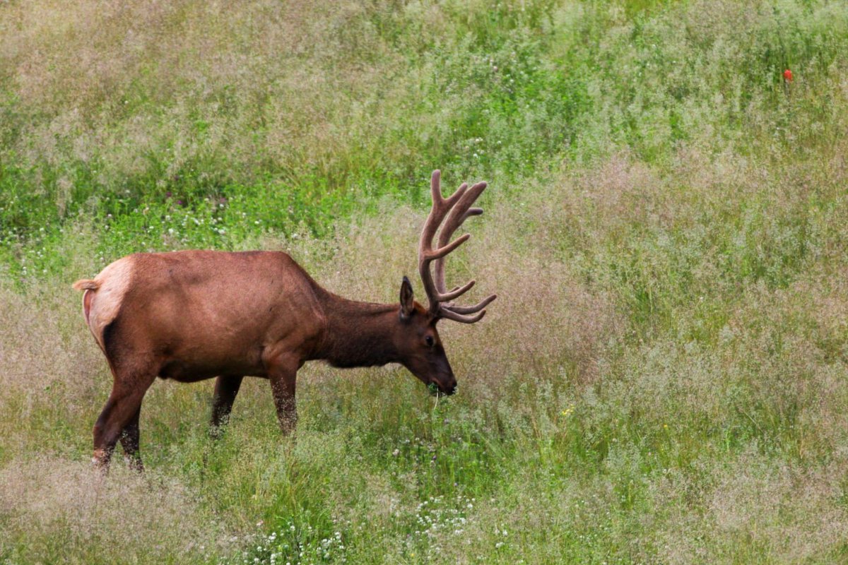 Dieren in Canada elk
