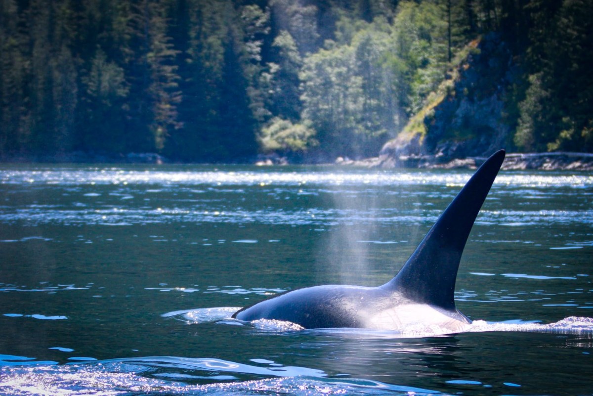 Dieren in Canada orka