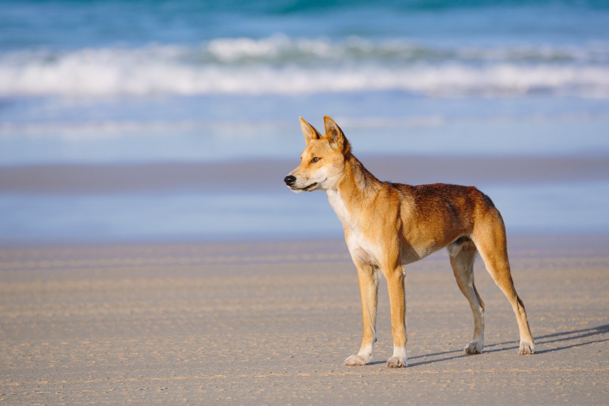 Fraser Island Australie - dingo
