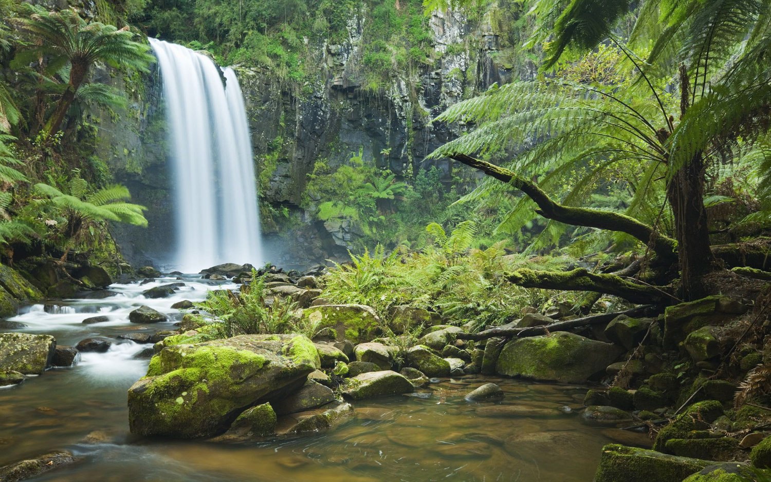 Highlights oostkust Australie Daintree
