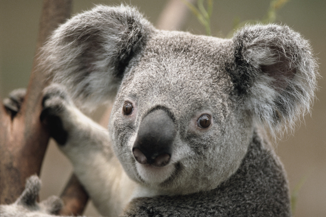Highlights oostkust Australie koala