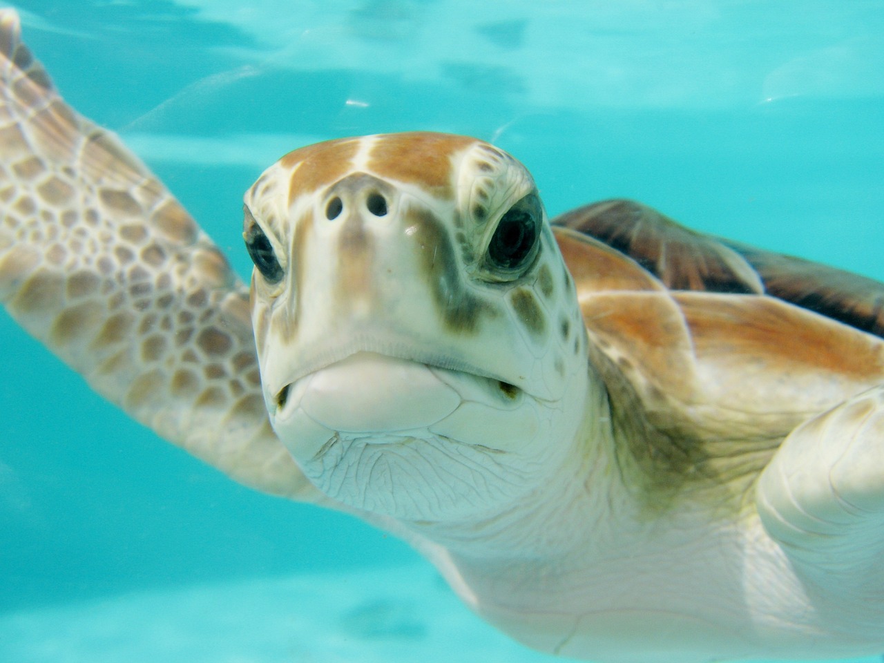 Highlights oostkust Australie reef