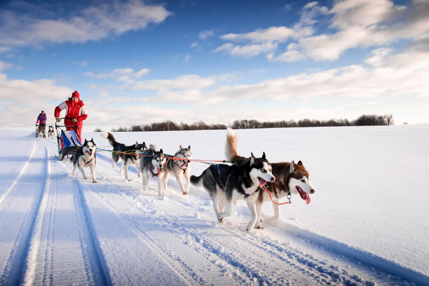 Husky beste reisperiode Lapland