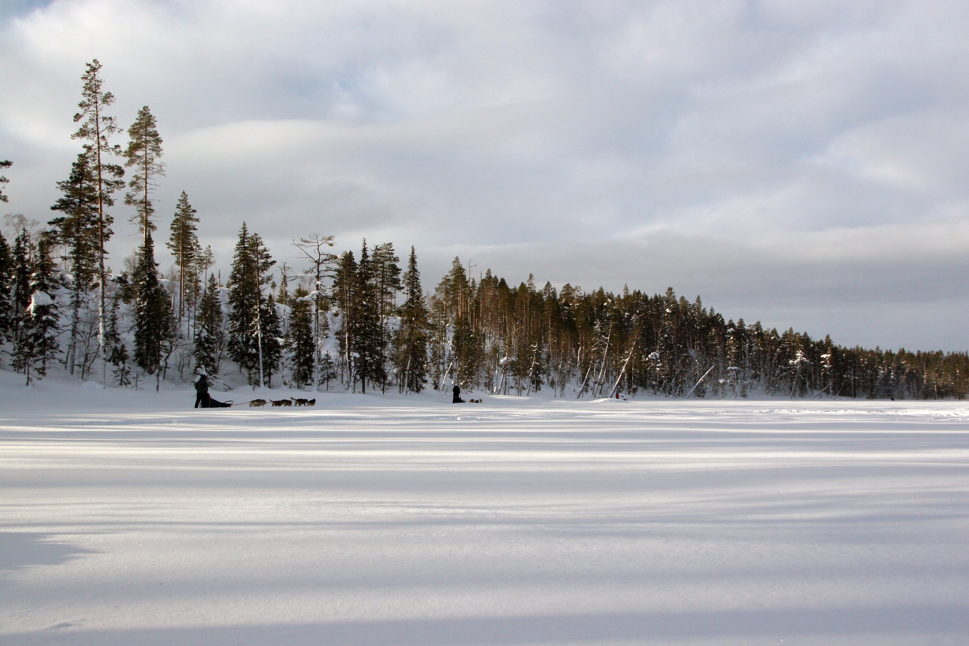 Huskytocht in Fins Lapland