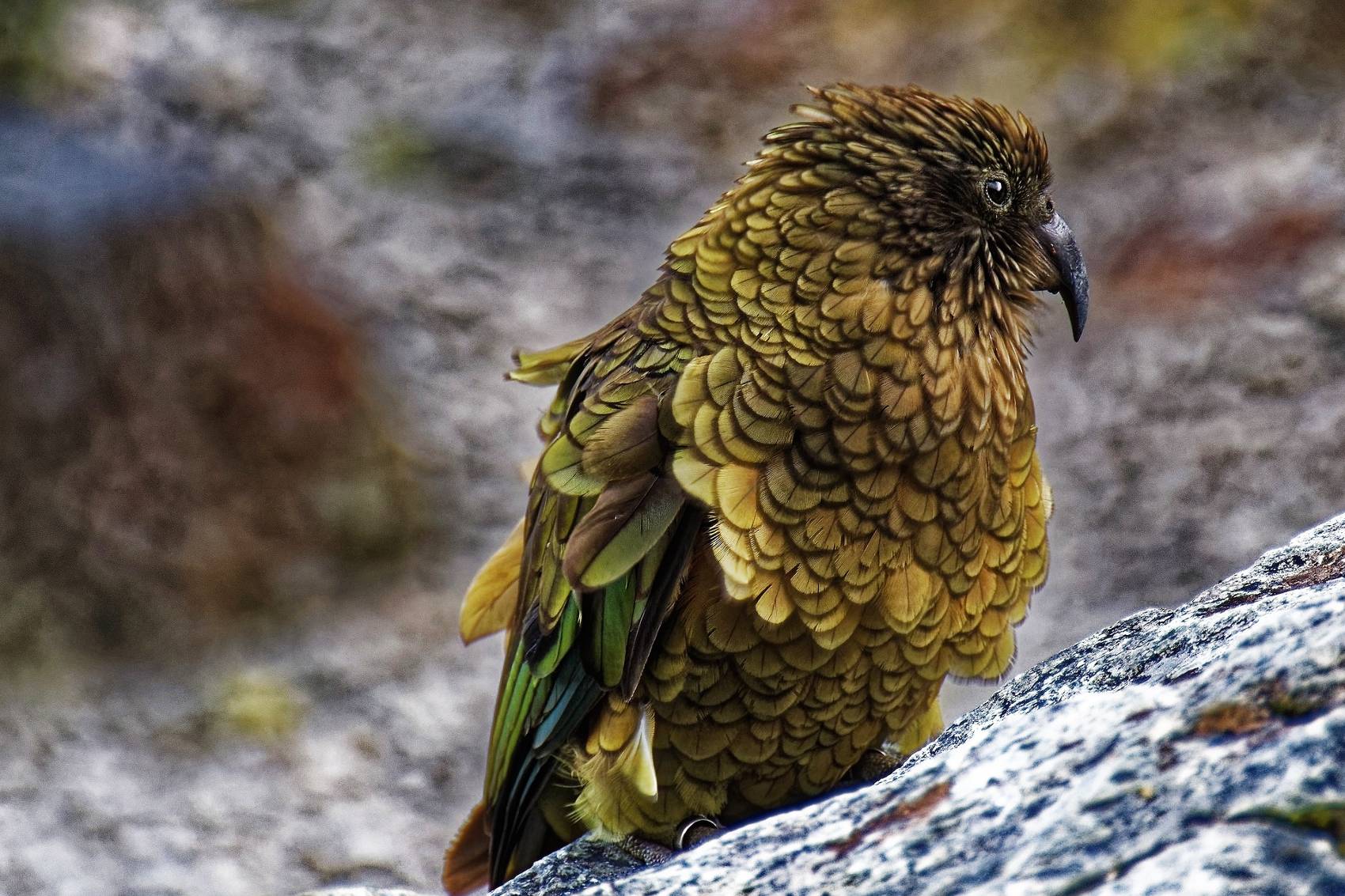 Kea Nieuw Zeeland gevaarlijke dieren