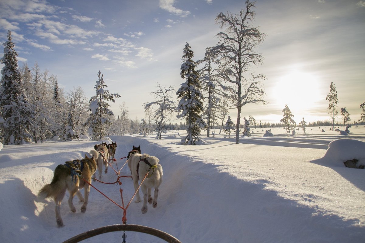 Lapland husky safari zon