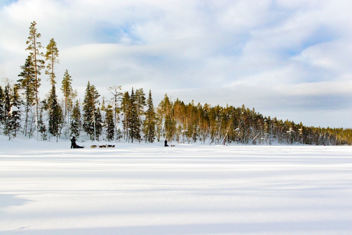 Lapland husky safari