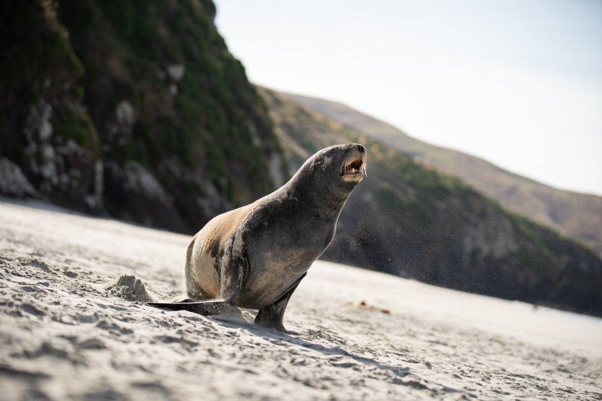 Nieuw Zeeland gevaarlijke dieren