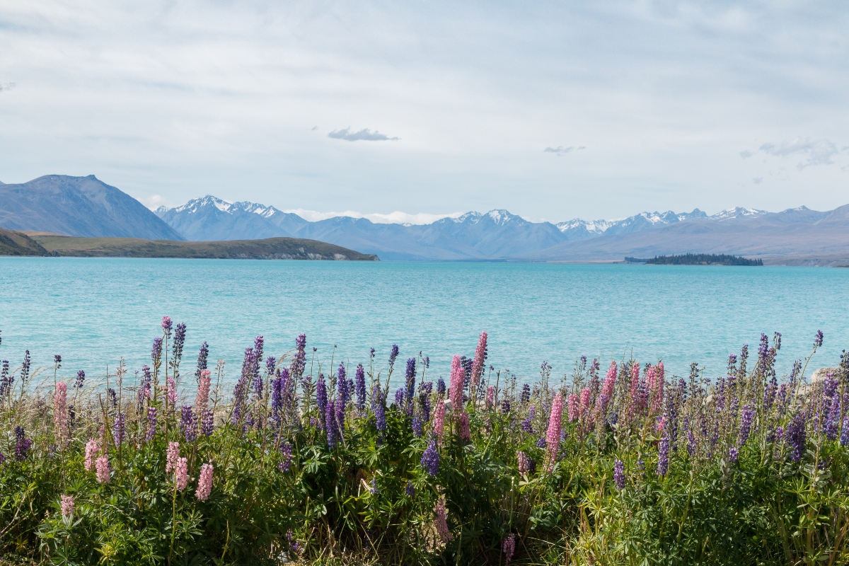 Rondreis Nieuw Zeeland en Australie Lake Tekapo