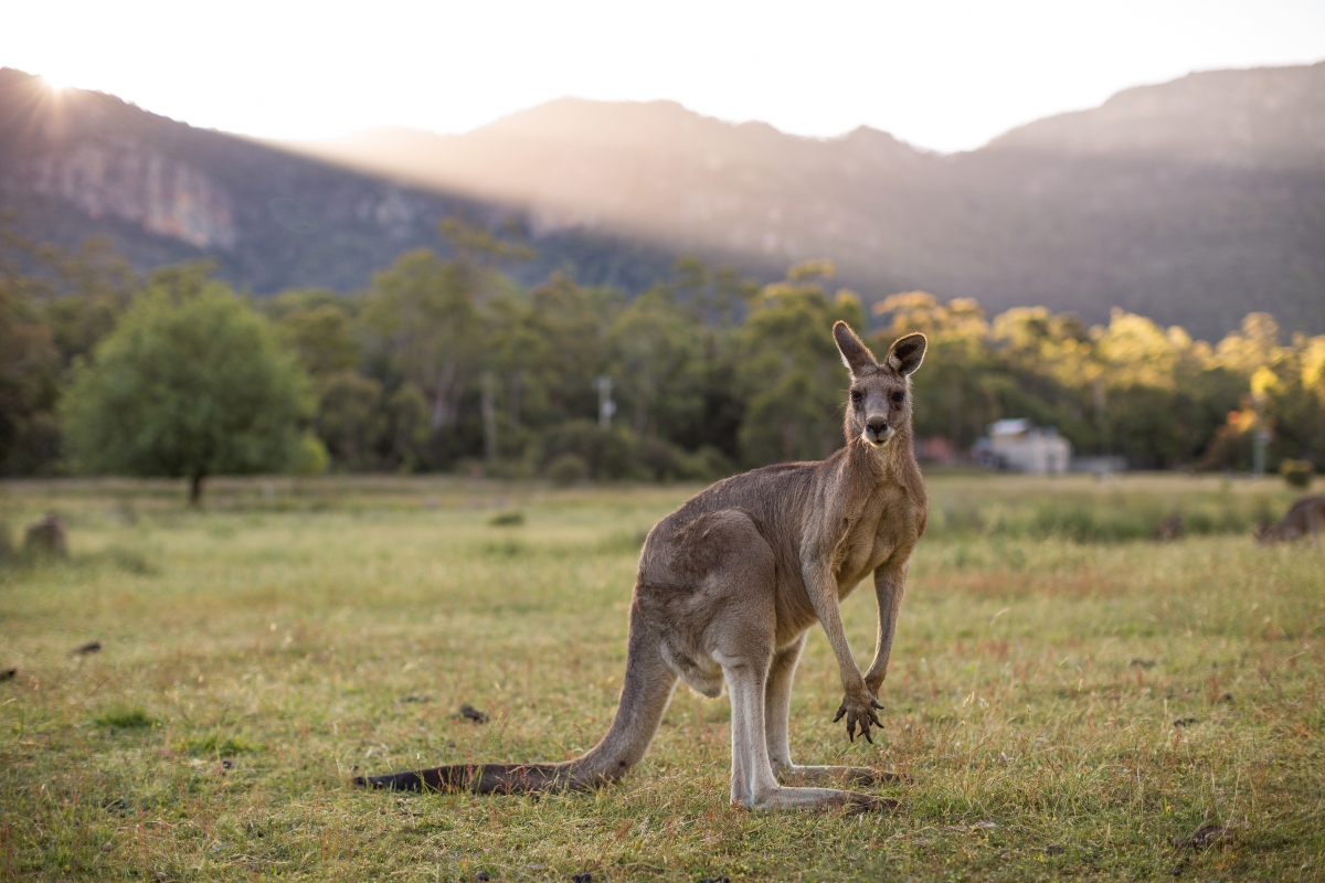 Rondreis Nieuw-Zeeland en Australië kangoeroe
