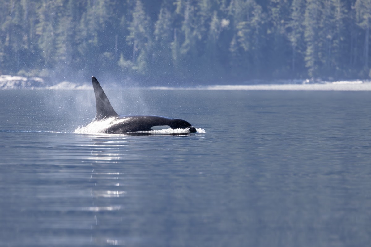 Vancouver Island wat te doen orka