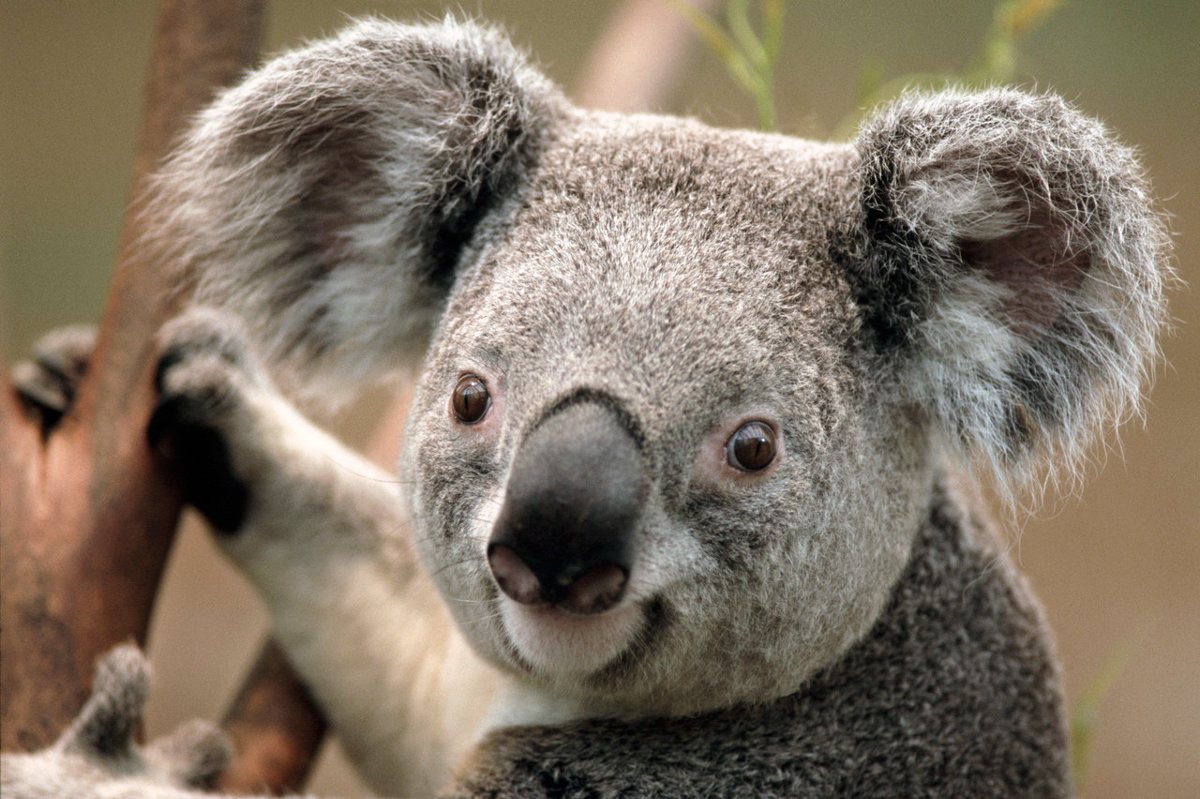 Wat te doen in Brisbane koala