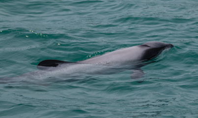 Akaroa dolfijn