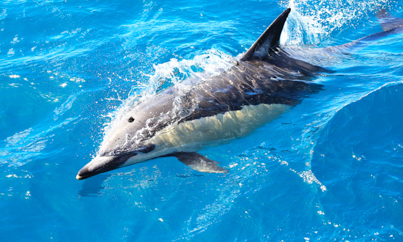 Dolfijnen spotten tijdens je Rondreis Nieuw-Zeeland 5 weken