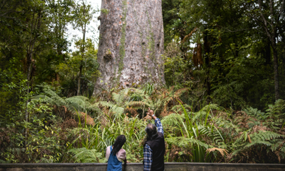 Je komt kauri bomen tegen tijdens je Rondreis Nieuw-Zeeland 5 weken