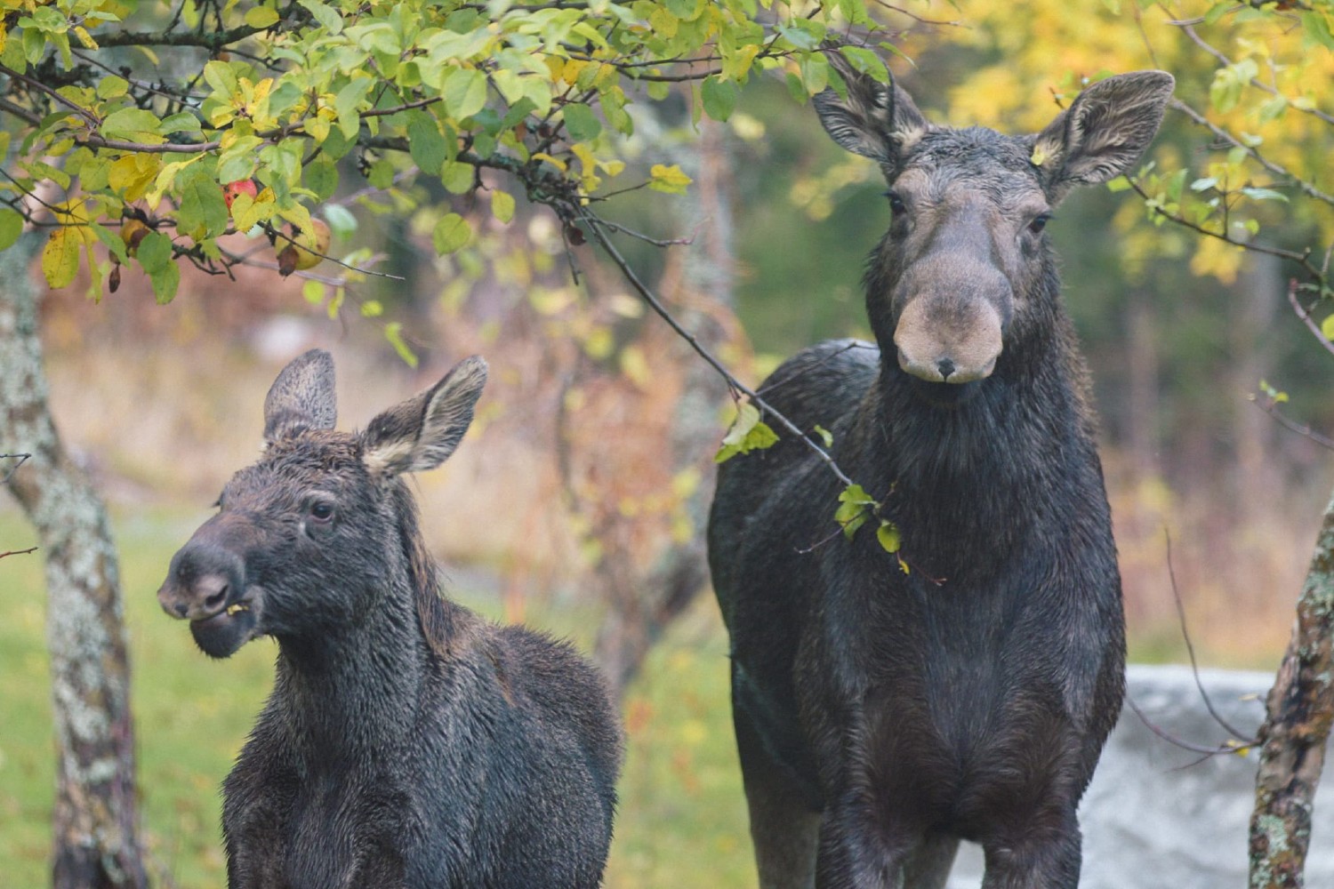 Elanden1 weer compleet