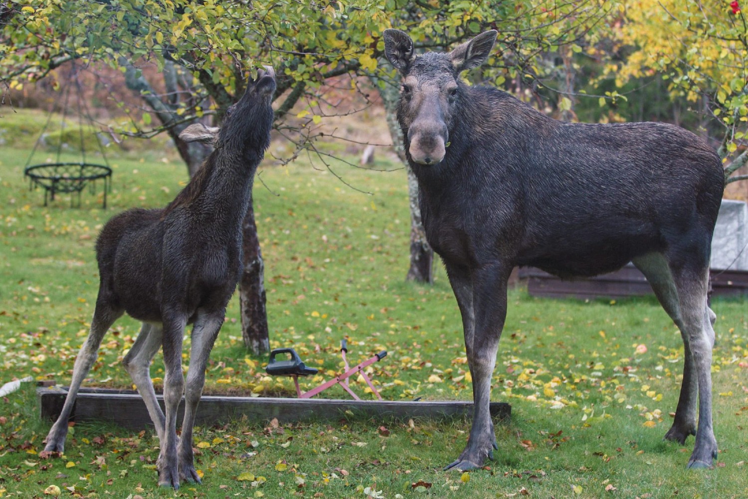 Elanden2 weer compleet