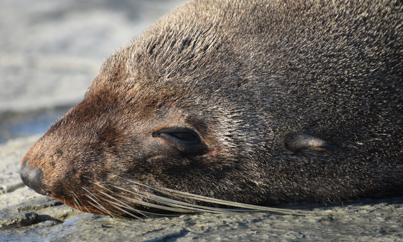 Kaikoura slapende zeeleeuw