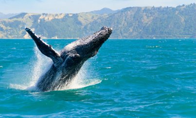 Kaikoura walvis springt uit het water