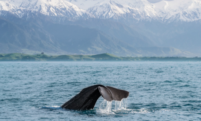 Walvis spotten bij Kaikoura - Rondreis Nieuw-Zeeland 5 weken