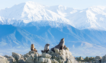 Kaikoura zeeleeuwen op een rots - Rondreis Nieuw-Zeeland 5 weken