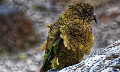 De bijzondere Te Anau-kea-vogel - Rondreis Nieuw-Zeeland 5 weken