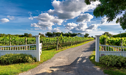 Tussen de wijnranken in Wairarapa - Rondreis Nieuw-Zeeland 5 weken