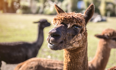 Relaxen in Wanaka - Rondreis Nieuw-Zeeland 5 weken