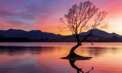 Wanaka tree zonsopkomst
