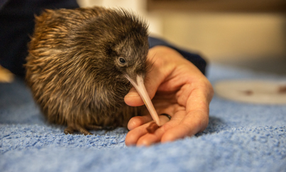 Wellington kiwi