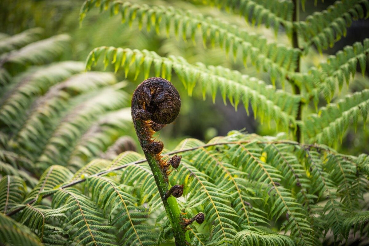 Duurzaam reizen in Nieuw Zeeland