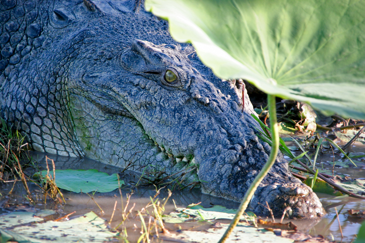 Gevaarlijke dieren Australië: de zoutwaterkrokodil