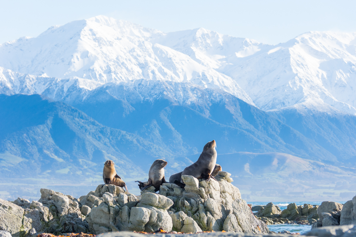 rondreis Nieuw-Zeeland 4 weken: Kaikoura