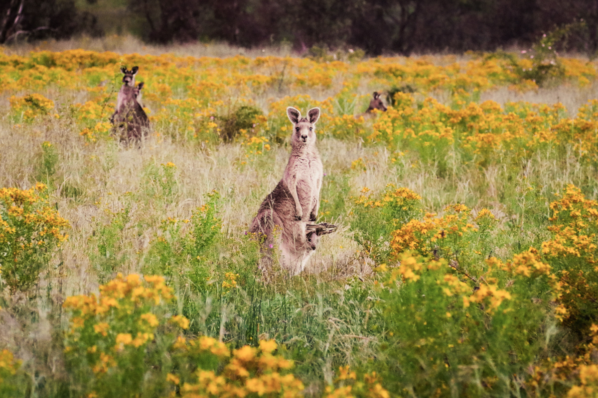 Beste reistijd Australië per regio en per seizoen: wildflowers
