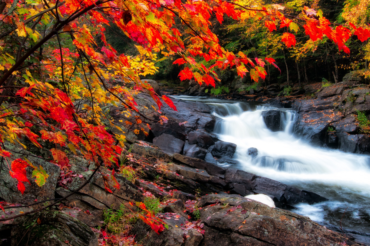 Canada herfst in Algonquin Park