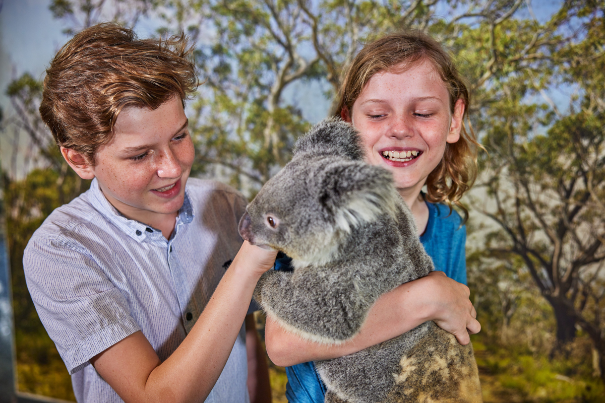 Oostkust Australie met kinderen Koala