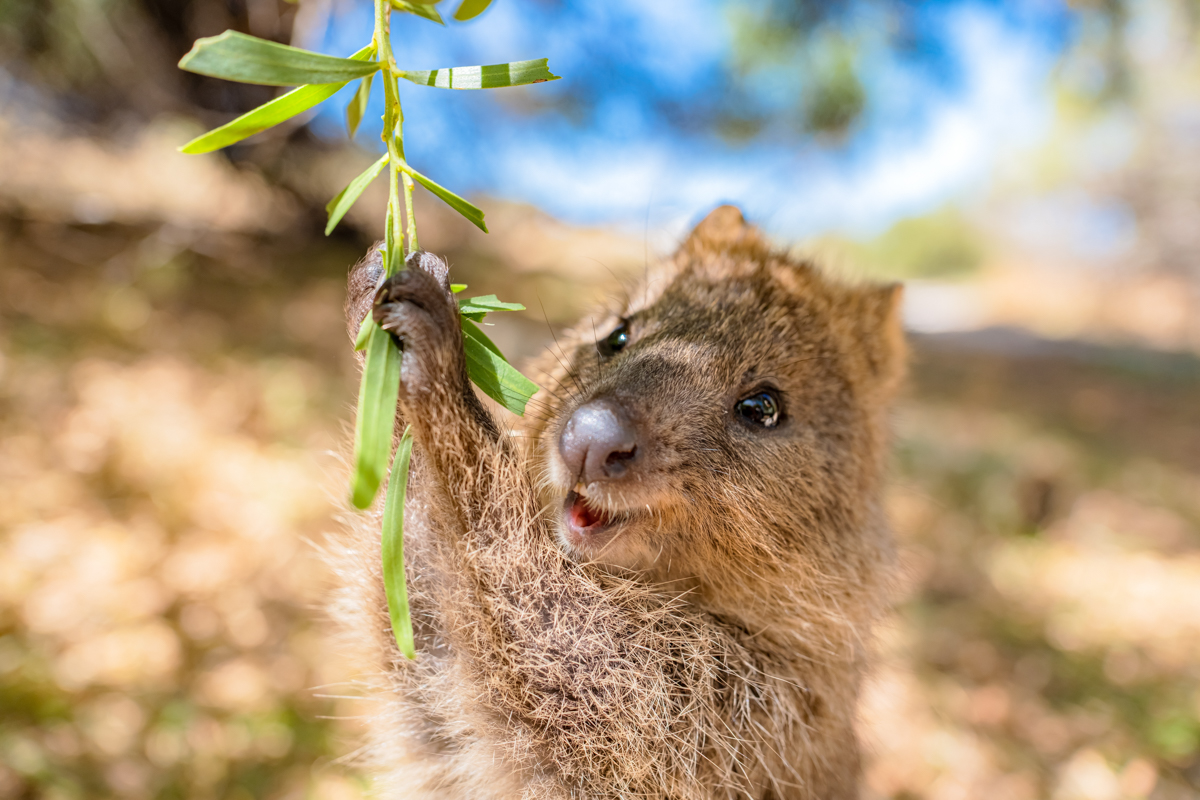 Perth Australie Quokka op Rottnest Island
